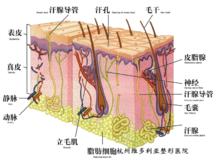 脫毛原理圖