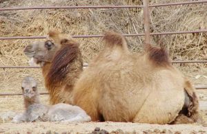 神州荒漠野生動物園裡的野駱駝母子