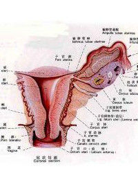 雙角子宮