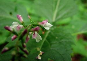 透骨草(圖4)