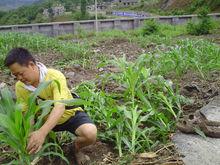 小張同志和村民們正在苞谷地里作補救工作