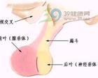 腎上腺性變態綜合症