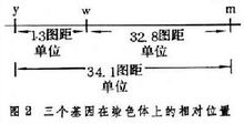 基因突變