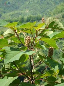 兩廣野桐（變種）