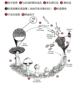 蘑菇生命周期