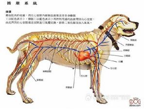 狗的循環系統