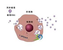 C型肝炎病毒入侵