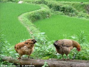 泰順農家土雞