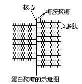 粘連蛋白