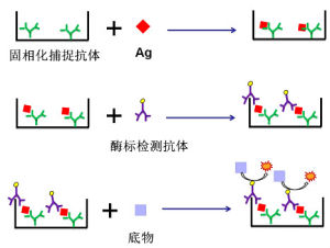 雙抗體夾心法