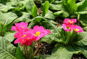 長柱獨花報春