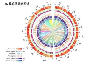 榨菜全基因組圖譜