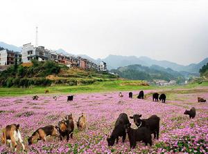 青羊湖國有林場