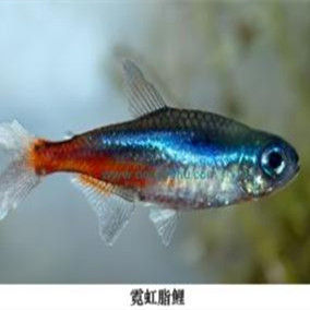 Neon tetra