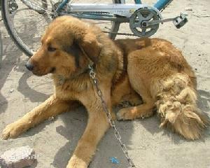 東北獵犬