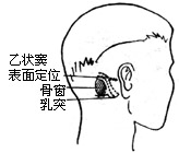 後懸骨