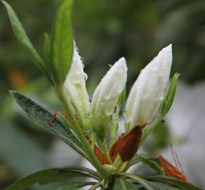 待放的白花映山紅