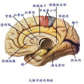 神經中樞