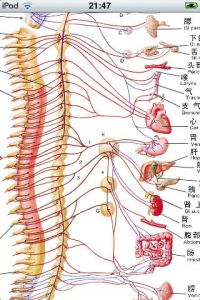 神經系統解剖學