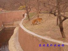 青島動物園獅虎山