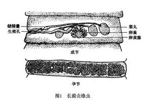 長膜殼絛蟲病