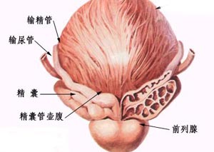 息百慮前列腺