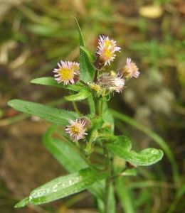 山柳菊