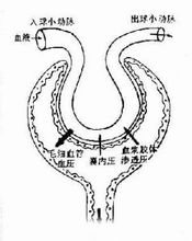 腎小球濾過示意圖