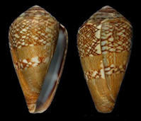 蛇皮芋螺