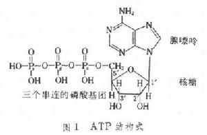 三磷酸腺甙