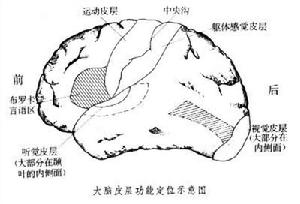 大腦皮層功能定位說