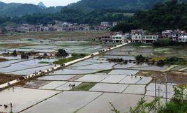 三樂村[廣西隆安縣都結鄉三下轄村]