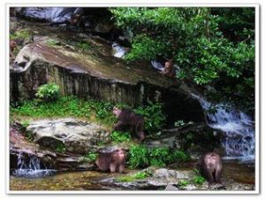 黃山猴谷