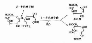 β-半乳糖苷酶的作用