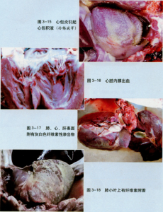 豬傳染性胸膜肺炎