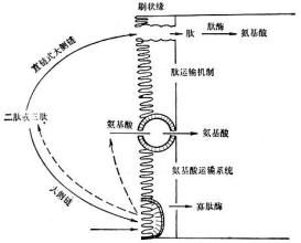 胺基酸吸收