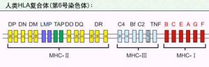 基因複合體