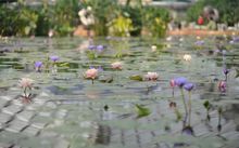 嘉茂花鳥園（青陽）