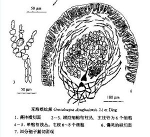 下半部圖