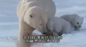 《動物戰場》——北極熊