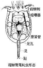 偏斜鉤狀狹甲輪蟲