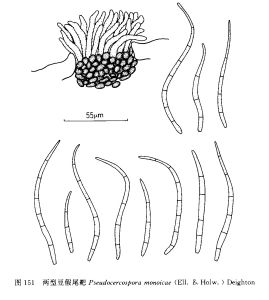 兩型豆假尾孢