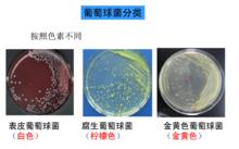 表皮葡萄球菌