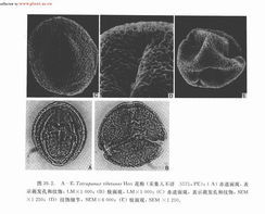 西藏通脫木