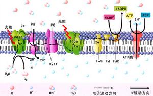 葉綠體的電子傳遞
