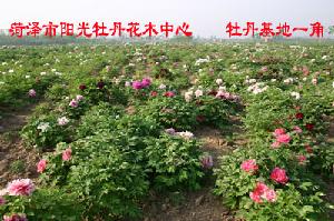 菏澤市陽光牡丹花木中心