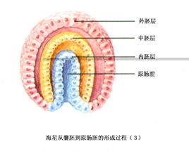 原腸祖[生物學術語]