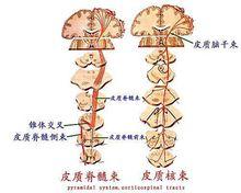 錐體系（皮質脊髓束和皮質核束）示意圖