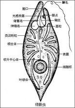 綠眼蟲