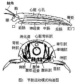 單枝動物亞門